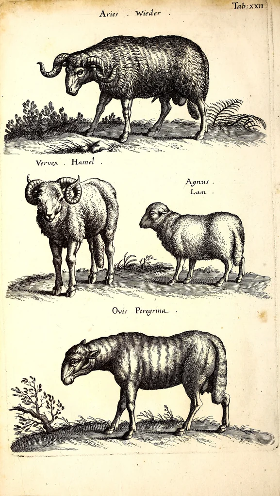 An illustration from Historiae naturalis de quadrupetibus libri : cum aeneis figuris; [Historiae naturalis de serpentibus libri II ; Historiae naturalis de insectis libri III ; Historiae naturalis de exanguibus aquaticis libri IV ; Historiae naturalis de piscibus et cetis libri V ; Historiae naturalis de avibus libri VI], 1650, leaf 107