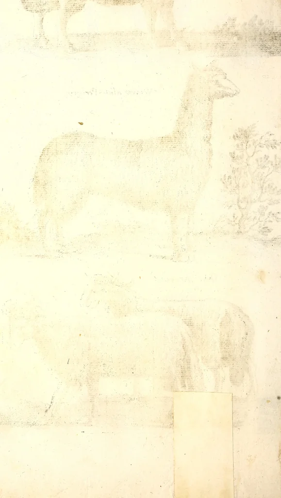 An illustration from Historiae naturalis de quadrupetibus libri : cum aeneis figuris; [Historiae naturalis de serpentibus libri II ; Historiae naturalis de insectis libri III ; Historiae naturalis de exanguibus aquaticis libri IV ; Historiae naturalis de piscibus et cetis libri V ; Historiae naturalis de avibus libri VI], 1650, leaf 109