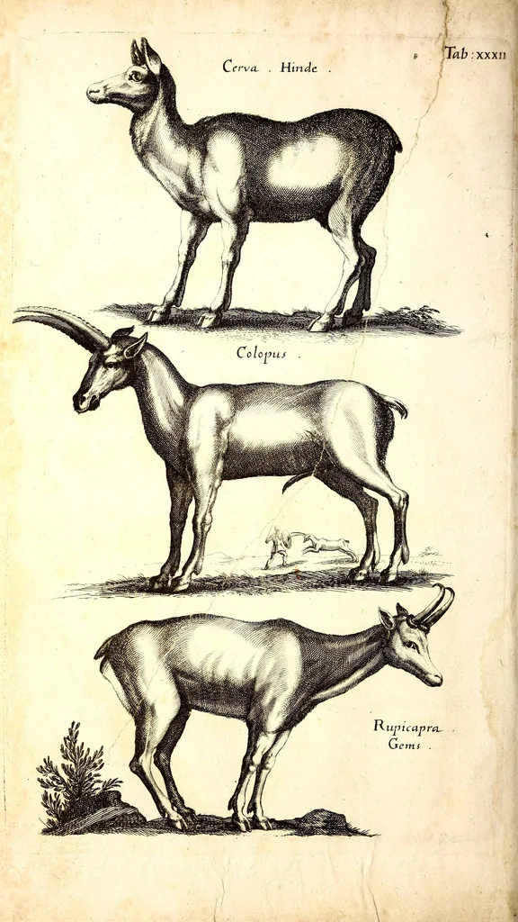 An illustration from Historiae naturalis de quadrupetibus libri : cum aeneis figuris; [Historiae naturalis de serpentibus libri II ; Historiae naturalis de insectis libri III ; Historiae naturalis de exanguibus aquaticis libri IV ; Historiae naturalis de piscibus et cetis libri V ; Historiae naturalis de avibus libri VI], 1650, leaf 129