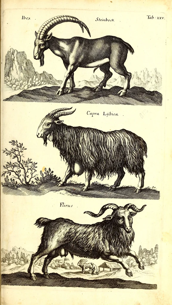 An illustration from Historiae naturalis de quadrupetibus libri : cum aeneis figuris; [Historiae naturalis de serpentibus libri II ; Historiae naturalis de insectis libri III ; Historiae naturalis de exanguibus aquaticis libri IV ; Historiae naturalis de piscibus et cetis libri V ; Historiae naturalis de avibus libri VI], 1650, leaf 132