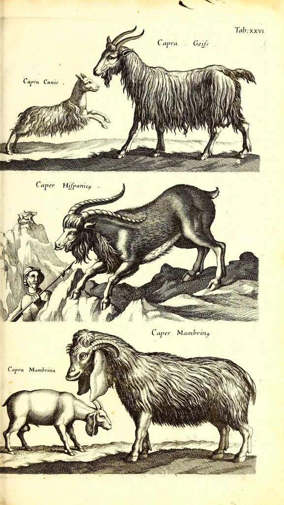 An illustration from Historiae naturalis de quadrupetibus libri : cum aeneis figuris; [Historiae naturalis de serpentibus libri II ; Historiae naturalis de insectis libri III ; Historiae naturalis de exanguibus aquaticis libri IV ; Historiae naturalis de piscibus et cetis libri V ; Historiae naturalis de avibus libri VI], 1650, leaf 134