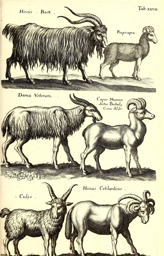An illustration from Historiae naturalis de quadrupetibus libri : cum aeneis figuris; [Historiae naturalis de serpentibus libri II ; Historiae naturalis de insectis libri III ; Historiae naturalis de exanguibus aquaticis libri IV ; Historiae naturalis de piscibus et cetis libri V ; Historiae naturalis de avibus libri VI], 1650, leaf 136
