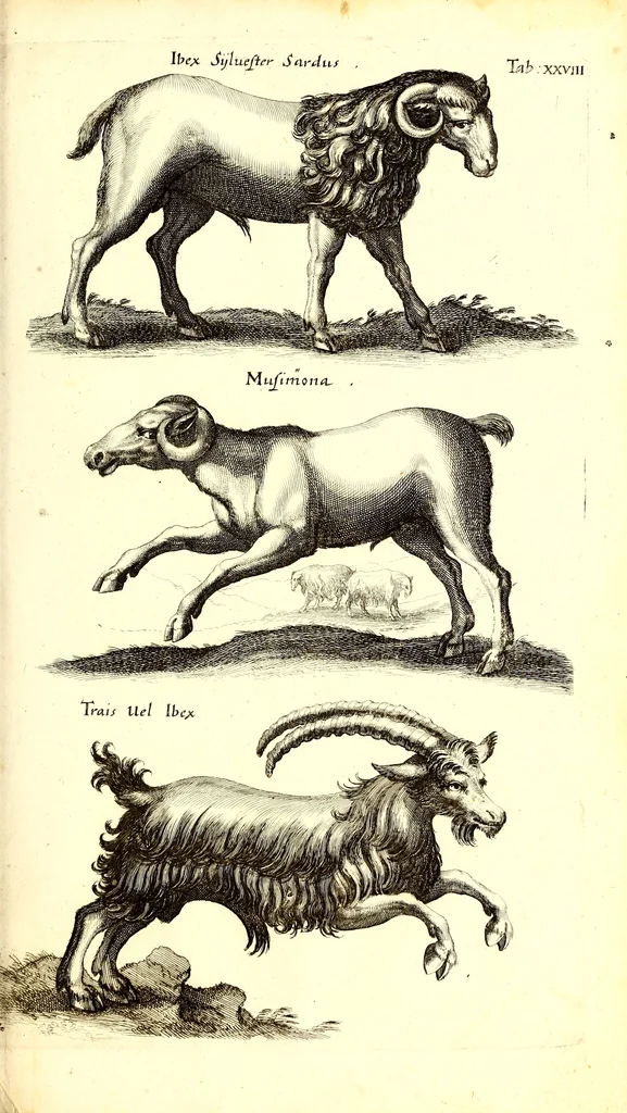 An illustration from Historiae naturalis de quadrupetibus libri : cum aeneis figuris; [Historiae naturalis de serpentibus libri II ; Historiae naturalis de insectis libri III ; Historiae naturalis de exanguibus aquaticis libri IV ; Historiae naturalis de piscibus et cetis libri V ; Historiae naturalis de avibus libri VI], 1650, leaf 138