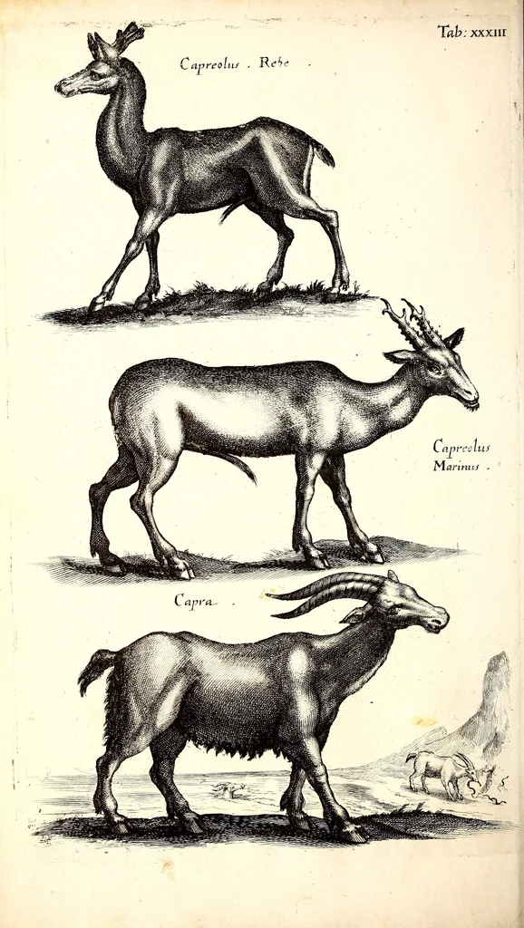 An illustration from Historiae naturalis de quadrupetibus libri : cum aeneis figuris; [Historiae naturalis de serpentibus libri II ; Historiae naturalis de insectis libri III ; Historiae naturalis de exanguibus aquaticis libri IV ; Historiae naturalis de piscibus et cetis libri V ; Historiae naturalis de avibus libri VI], 1650, leaf 141