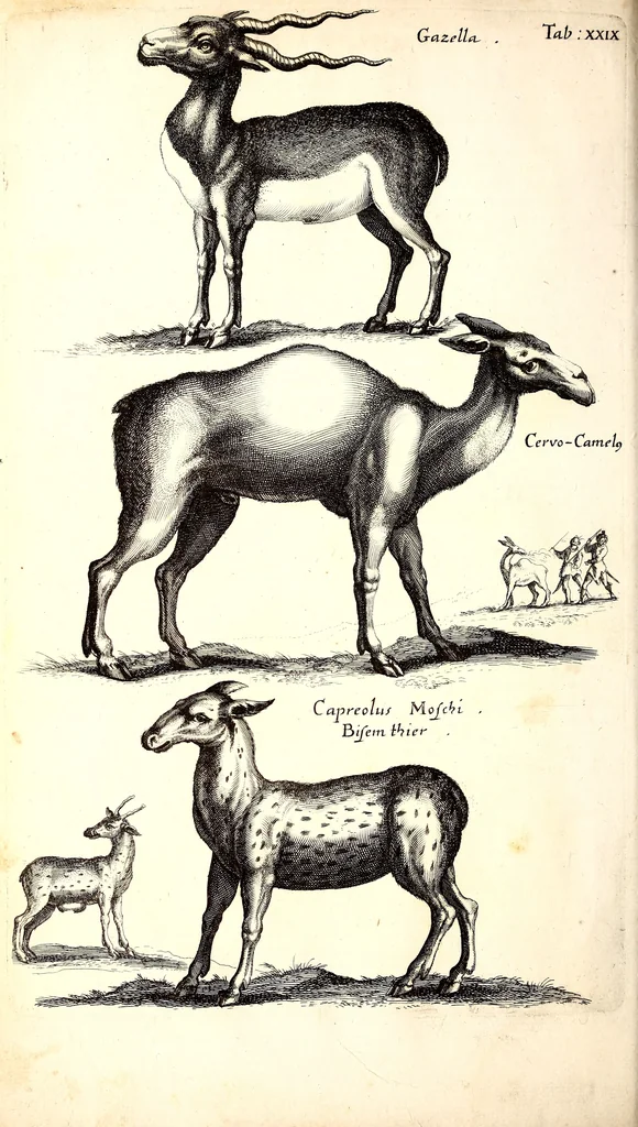 An illustration from Historiae naturalis de quadrupetibus libri : cum aeneis figuris; [Historiae naturalis de serpentibus libri II ; Historiae naturalis de insectis libri III ; Historiae naturalis de exanguibus aquaticis libri IV ; Historiae naturalis de piscibus et cetis libri V ; Historiae naturalis de avibus libri VI], 1650, leaf 147