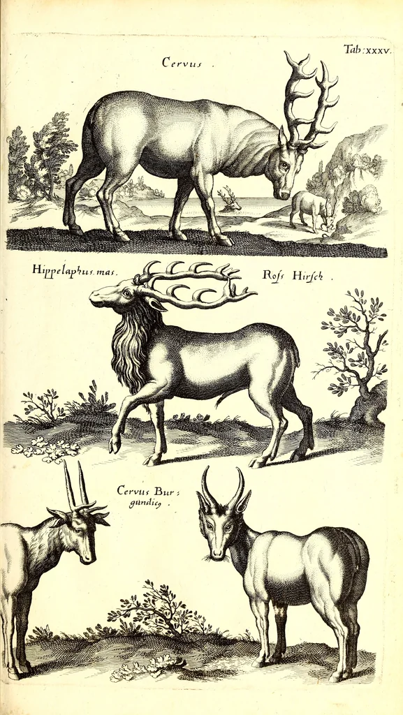 An illustration from Historiae naturalis de quadrupetibus libri : cum aeneis figuris; [Historiae naturalis de serpentibus libri II ; Historiae naturalis de insectis libri III ; Historiae naturalis de exanguibus aquaticis libri IV ; Historiae naturalis de piscibus et cetis libri V ; Historiae naturalis de avibus libri VI], 1650, leaf 152