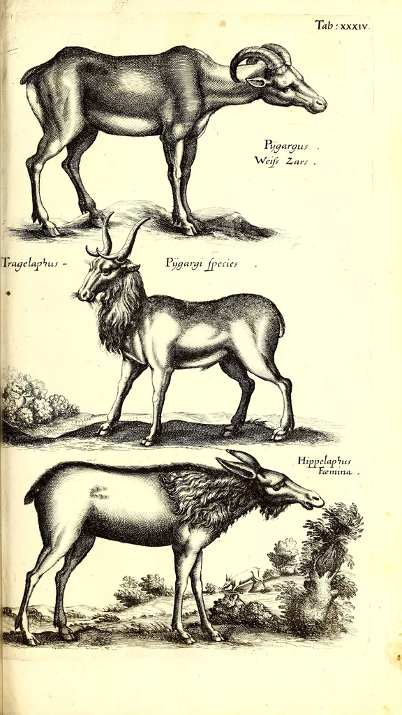 An illustration from Historiae naturalis de quadrupetibus libri : cum aeneis figuris; [Historiae naturalis de serpentibus libri II ; Historiae naturalis de insectis libri III ; Historiae naturalis de exanguibus aquaticis libri IV ; Historiae naturalis de piscibus et cetis libri V ; Historiae naturalis de avibus libri VI], 1650, leaf 166