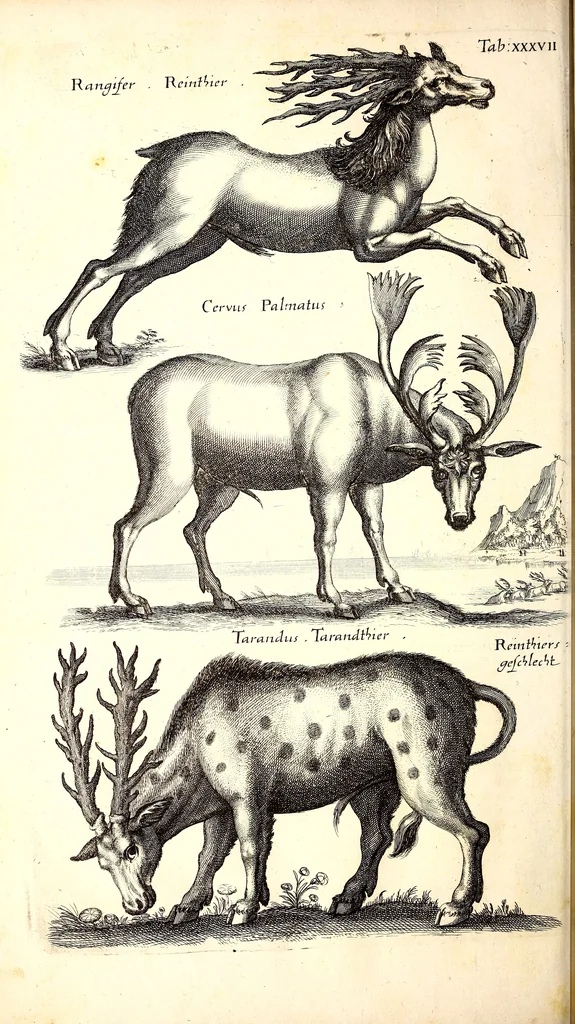 An illustration from Historiae naturalis de quadrupetibus libri : cum aeneis figuris; [Historiae naturalis de serpentibus libri II ; Historiae naturalis de insectis libri III ; Historiae naturalis de exanguibus aquaticis libri IV ; Historiae naturalis de piscibus et cetis libri V ; Historiae naturalis de avibus libri VI], 1650, leaf 169