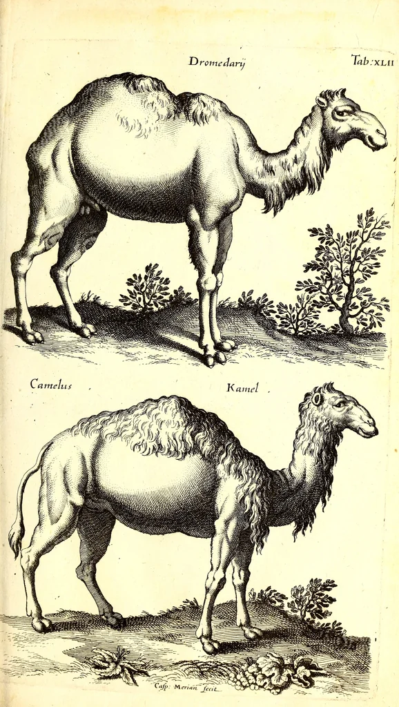An illustration from Historiae naturalis de quadrupetibus libri : cum aeneis figuris; [Historiae naturalis de serpentibus libri II ; Historiae naturalis de insectis libri III ; Historiae naturalis de exanguibus aquaticis libri IV ; Historiae naturalis de piscibus et cetis libri V ; Historiae naturalis de avibus libri VI], 1650, leaf 174