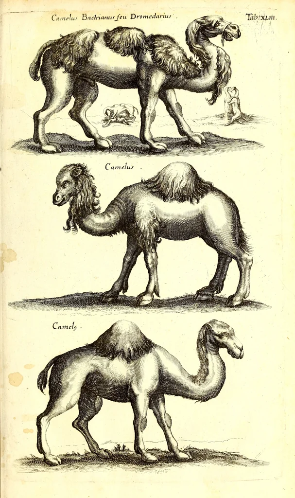 An illustration from Historiae naturalis de quadrupetibus libri : cum aeneis figuris; [Historiae naturalis de serpentibus libri II ; Historiae naturalis de insectis libri III ; Historiae naturalis de exanguibus aquaticis libri IV ; Historiae naturalis de piscibus et cetis libri V ; Historiae naturalis de avibus libri VI], 1650, leaf 176