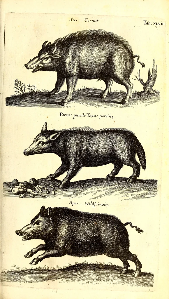 An illustration from Historiae naturalis de quadrupetibus libri : cum aeneis figuris; [Historiae naturalis de serpentibus libri II ; Historiae naturalis de insectis libri III ; Historiae naturalis de exanguibus aquaticis libri IV ; Historiae naturalis de piscibus et cetis libri V ; Historiae naturalis de avibus libri VI], 1650, leaf 198