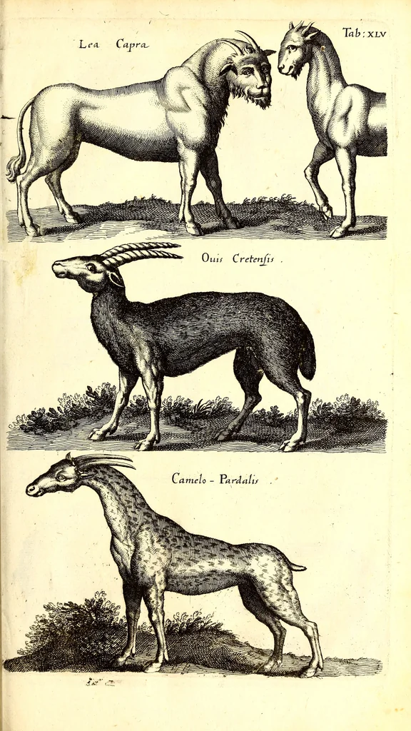 An illustration from Historiae naturalis de quadrupetibus libri : cum aeneis figuris; [Historiae naturalis de serpentibus libri II ; Historiae naturalis de insectis libri III ; Historiae naturalis de exanguibus aquaticis libri IV ; Historiae naturalis de piscibus et cetis libri V ; Historiae naturalis de avibus libri VI], 1650, leaf 206