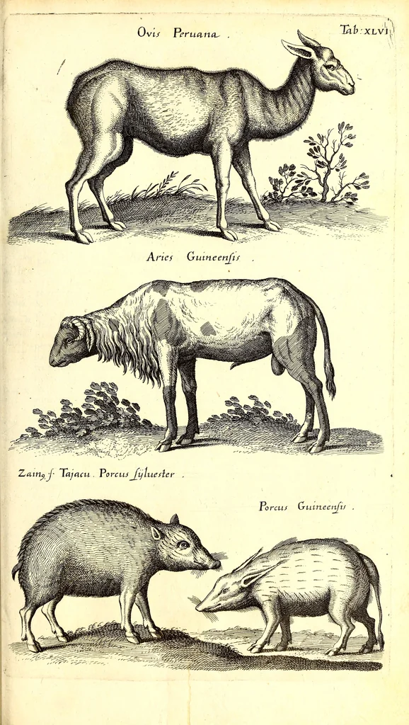 An illustration from Historiae naturalis de quadrupetibus libri : cum aeneis figuris; [Historiae naturalis de serpentibus libri II ; Historiae naturalis de insectis libri III ; Historiae naturalis de exanguibus aquaticis libri IV ; Historiae naturalis de piscibus et cetis libri V ; Historiae naturalis de avibus libri VI], 1650, leaf 208