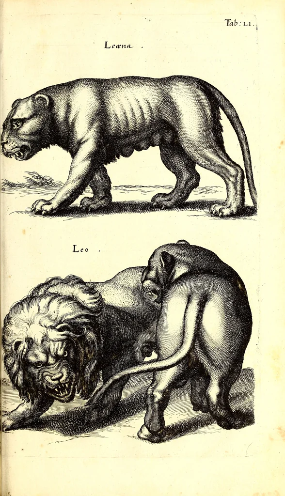 An illustration from Historiae naturalis de quadrupetibus libri : cum aeneis figuris; [Historiae naturalis de serpentibus libri II ; Historiae naturalis de insectis libri III ; Historiae naturalis de exanguibus aquaticis libri IV ; Historiae naturalis de piscibus et cetis libri V ; Historiae naturalis de avibus libri VI], 1650, leaf 214