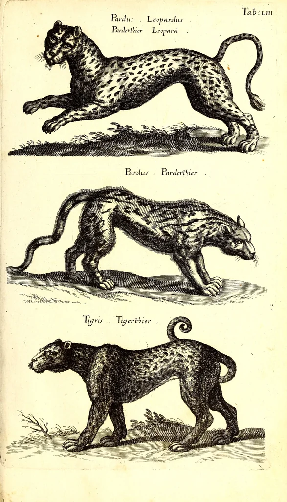 An illustration from Historiae naturalis de quadrupetibus libri : cum aeneis figuris; [Historiae naturalis de serpentibus libri II ; Historiae naturalis de insectis libri III ; Historiae naturalis de exanguibus aquaticis libri IV ; Historiae naturalis de piscibus et cetis libri V ; Historiae naturalis de avibus libri VI], 1650, leaf 220