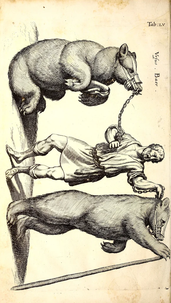 An illustration from Historiae naturalis de quadrupetibus libri : cum aeneis figuris; [Historiae naturalis de serpentibus libri II ; Historiae naturalis de insectis libri III ; Historiae naturalis de exanguibus aquaticis libri IV ; Historiae naturalis de piscibus et cetis libri V ; Historiae naturalis de avibus libri VI], 1650, leaf 239