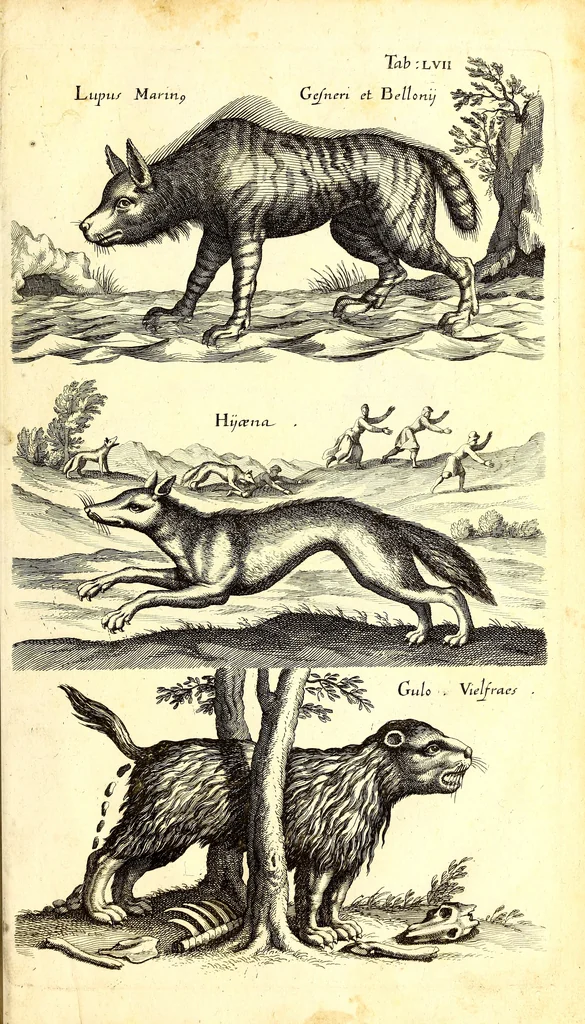 An illustration from Historiae naturalis de quadrupetibus libri : cum aeneis figuris; [Historiae naturalis de serpentibus libri II ; Historiae naturalis de insectis libri III ; Historiae naturalis de exanguibus aquaticis libri IV ; Historiae naturalis de piscibus et cetis libri V ; Historiae naturalis de avibus libri VI], 1650, leaf 240