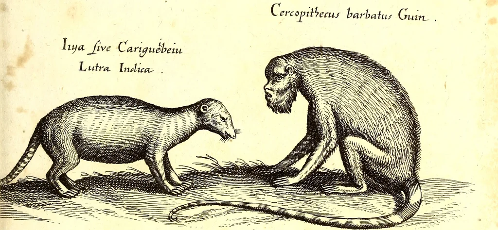 An illustration from Historiae naturalis de quadrupetibus libri : cum aeneis figuris; [Historiae naturalis de serpentibus libri II ; Historiae naturalis de insectis libri III ; Historiae naturalis de exanguibus aquaticis libri IV ; Historiae naturalis de piscibus et cetis libri V ; Historiae naturalis de avibus libri VI], 1650, leaf 256