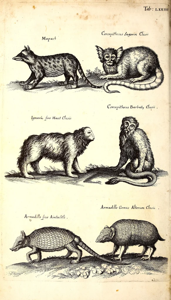 An illustration from Historiae naturalis de quadrupetibus libri : cum aeneis figuris; [Historiae naturalis de serpentibus libri II ; Historiae naturalis de insectis libri III ; Historiae naturalis de exanguibus aquaticis libri IV ; Historiae naturalis de piscibus et cetis libri V ; Historiae naturalis de avibus libri VI], 1650, leaf 263