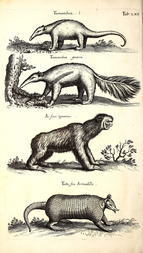 An illustration from Historiae naturalis de quadrupetibus libri : cum aeneis figuris; [Historiae naturalis de serpentibus libri II ; Historiae naturalis de insectis libri III ; Historiae naturalis de exanguibus aquaticis libri IV ; Historiae naturalis de piscibus et cetis libri V ; Historiae naturalis de avibus libri VI], 1650, leaf 269