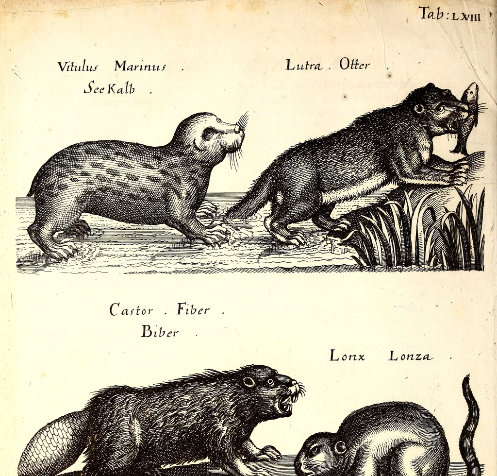An illustration from Historiae naturalis de quadrupetibus libri : cum aeneis figuris; [Historiae naturalis de serpentibus libri II ; Historiae naturalis de insectis libri III ; Historiae naturalis de exanguibus aquaticis libri IV ; Historiae naturalis de piscibus et cetis libri V ; Historiae naturalis de avibus libri VI], 1650, leaf 277