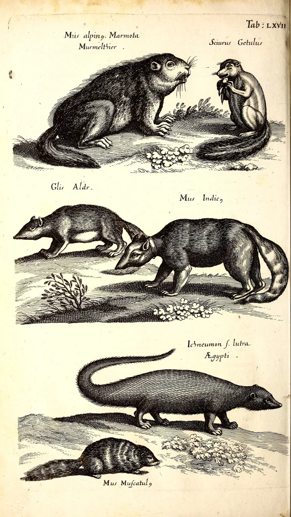 An illustration from Historiae naturalis de quadrupetibus libri : cum aeneis figuris; [Historiae naturalis de serpentibus libri II ; Historiae naturalis de insectis libri III ; Historiae naturalis de exanguibus aquaticis libri IV ; Historiae naturalis de piscibus et cetis libri V ; Historiae naturalis de avibus libri VI], 1650, leaf 281