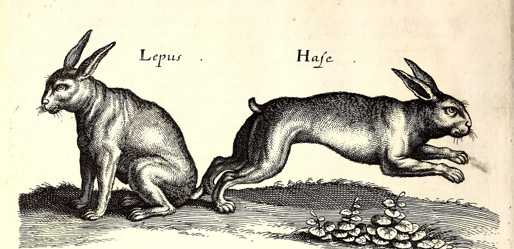 An illustration from Historiae naturalis de quadrupetibus libri : cum aeneis figuris; [Historiae naturalis de serpentibus libri II ; Historiae naturalis de insectis libri III ; Historiae naturalis de exanguibus aquaticis libri IV ; Historiae naturalis de piscibus et cetis libri V ; Historiae naturalis de avibus libri VI], 1650, leaf 291