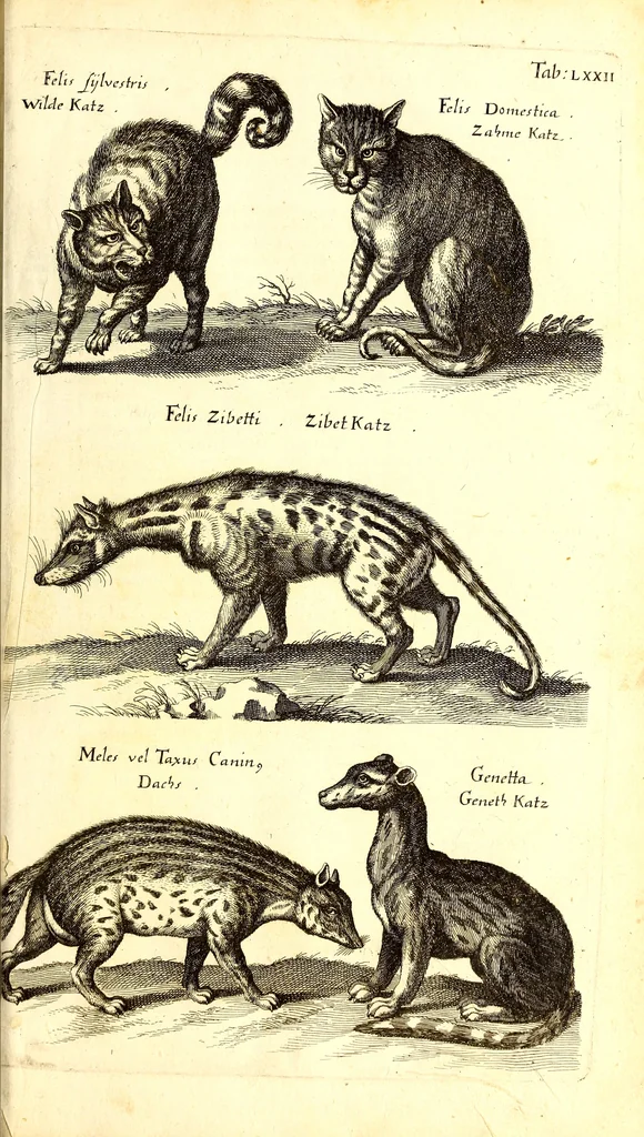 An illustration from Historiae naturalis de quadrupetibus libri : cum aeneis figuris; [Historiae naturalis de serpentibus libri II ; Historiae naturalis de insectis libri III ; Historiae naturalis de exanguibus aquaticis libri IV ; Historiae naturalis de piscibus et cetis libri V ; Historiae naturalis de avibus libri VI], 1650, leaf 292