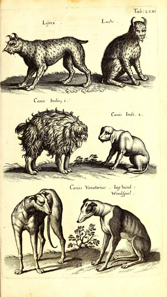 An illustration from Historiae naturalis de quadrupetibus libri : cum aeneis figuris; [Historiae naturalis de serpentibus libri II ; Historiae naturalis de insectis libri III ; Historiae naturalis de exanguibus aquaticis libri IV ; Historiae naturalis de piscibus et cetis libri V ; Historiae naturalis de avibus libri VI], 1650, leaf 314