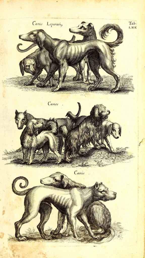 An illustration from Historiae naturalis de quadrupetibus libri : cum aeneis figuris; [Historiae naturalis de serpentibus libri II ; Historiae naturalis de insectis libri III ; Historiae naturalis de exanguibus aquaticis libri IV ; Historiae naturalis de piscibus et cetis libri V ; Historiae naturalis de avibus libri VI], 1650, leaf 318