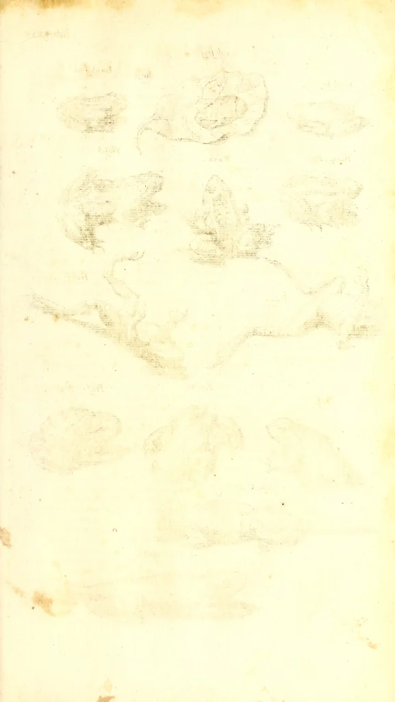 An illustration from Historiae naturalis de quadrupetibus libri : cum aeneis figuris; [Historiae naturalis de serpentibus libri II ; Historiae naturalis de insectis libri III ; Historiae naturalis de exanguibus aquaticis libri IV ; Historiae naturalis de piscibus et cetis libri V ; Historiae naturalis de avibus libri VI], 1650, leaf 332