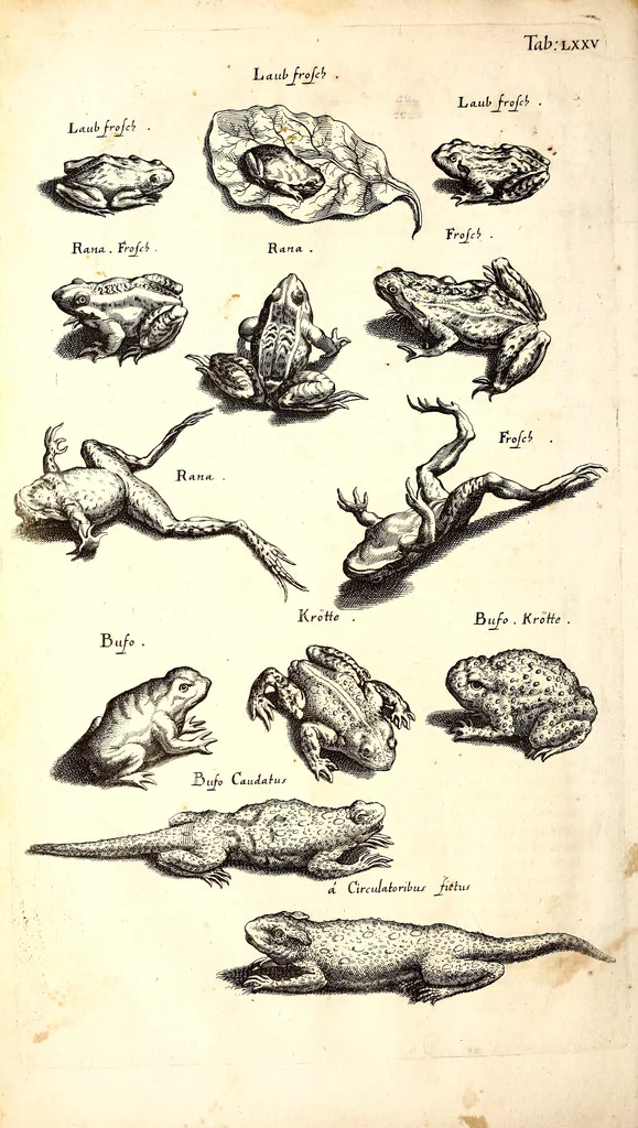 An illustration from Historiae naturalis de quadrupetibus libri : cum aeneis figuris; [Historiae naturalis de serpentibus libri II ; Historiae naturalis de insectis libri III ; Historiae naturalis de exanguibus aquaticis libri IV ; Historiae naturalis de piscibus et cetis libri V ; Historiae naturalis de avibus libri VI], 1650, leaf 333