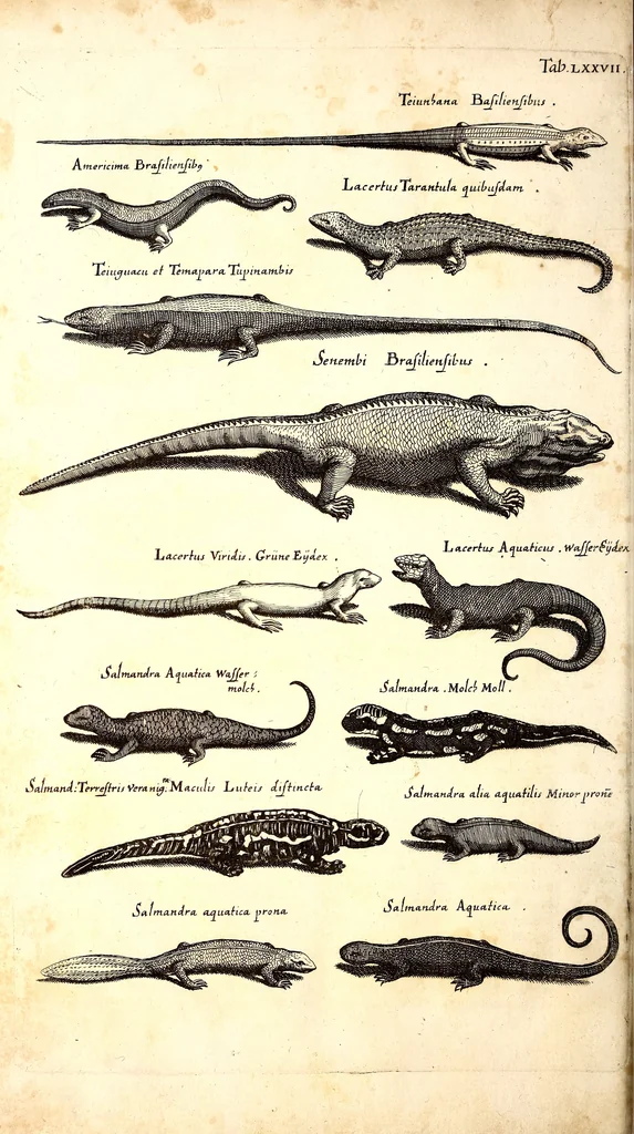 An illustration from Historiae naturalis de quadrupetibus libri : cum aeneis figuris; [Historiae naturalis de serpentibus libri II ; Historiae naturalis de insectis libri III ; Historiae naturalis de exanguibus aquaticis libri IV ; Historiae naturalis de piscibus et cetis libri V ; Historiae naturalis de avibus libri VI], 1650, leaf 343