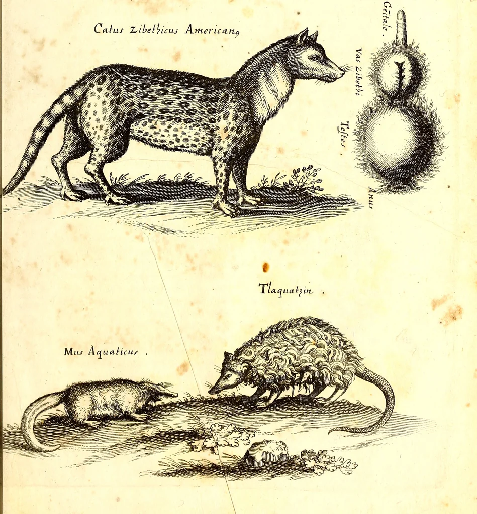An illustration from Historiae naturalis de quadrupetibus libri : cum aeneis figuris; [Historiae naturalis de serpentibus libri II ; Historiae naturalis de insectis libri III ; Historiae naturalis de exanguibus aquaticis libri IV ; Historiae naturalis de piscibus et cetis libri V ; Historiae naturalis de avibus libri VI], 1650, leaf 374