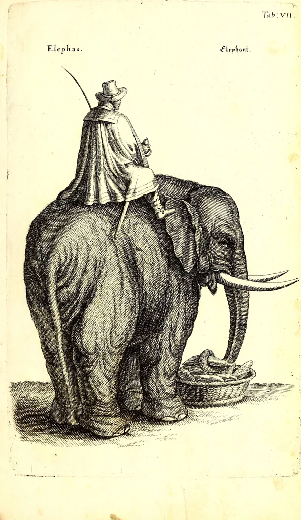 An illustration from Historiae naturalis de quadrupetibus libri : cum aeneis figuris; [Historiae naturalis de serpentibus libri II ; Historiae naturalis de insectis libri III ; Historiae naturalis de exanguibus aquaticis libri IV ; Historiae naturalis de piscibus et cetis libri V ; Historiae naturalis de avibus libri VI], 1650, leaf 52