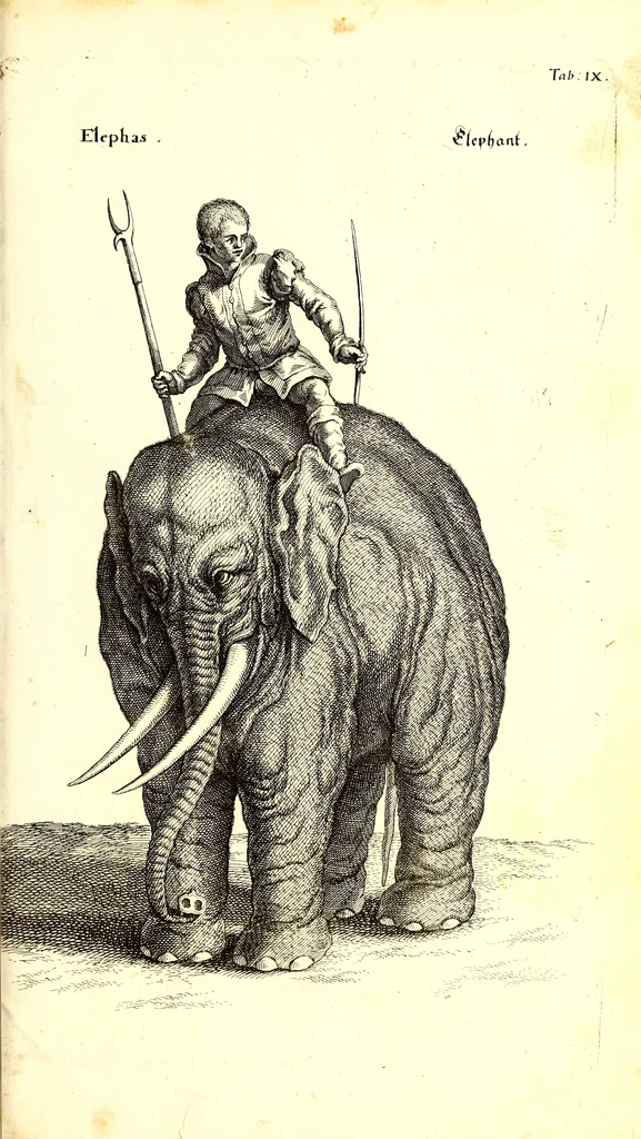 An illustration from Historiae naturalis de quadrupetibus libri : cum aeneis figuris; [Historiae naturalis de serpentibus libri II ; Historiae naturalis de insectis libri III ; Historiae naturalis de exanguibus aquaticis libri IV ; Historiae naturalis de piscibus et cetis libri V ; Historiae naturalis de avibus libri VI], 1650, leaf 56