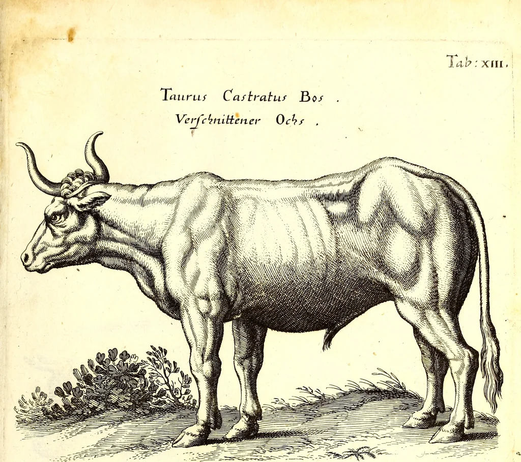 An illustration from Historiae naturalis de quadrupetibus libri : cum aeneis figuris; [Historiae naturalis de serpentibus libri II ; Historiae naturalis de insectis libri III ; Historiae naturalis de exanguibus aquaticis libri IV ; Historiae naturalis de piscibus et cetis libri V ; Historiae naturalis de avibus libri VI], 1650, leaf 74