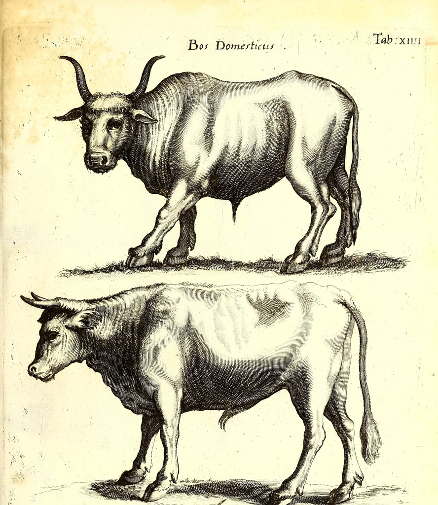 An illustration from Historiae naturalis de quadrupetibus libri : cum aeneis figuris; [Historiae naturalis de serpentibus libri II ; Historiae naturalis de insectis libri III ; Historiae naturalis de exanguibus aquaticis libri IV ; Historiae naturalis de piscibus et cetis libri V ; Historiae naturalis de avibus libri VI], 1650, leaf 76