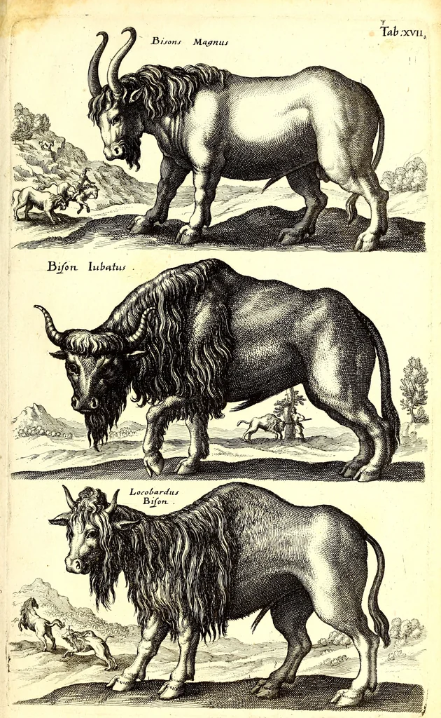 An illustration from Historiae naturalis de quadrupetibus libri : cum aeneis figuris; [Historiae naturalis de serpentibus libri II ; Historiae naturalis de insectis libri III ; Historiae naturalis de exanguibus aquaticis libri IV ; Historiae naturalis de piscibus et cetis libri V ; Historiae naturalis de avibus libri VI], 1650, leaf 92