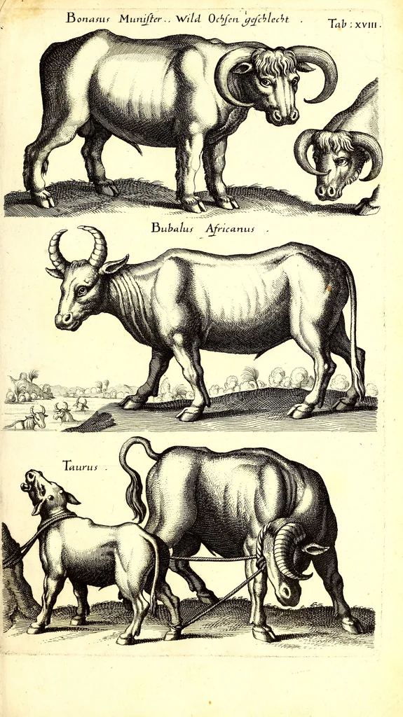 An illustration from Historiae naturalis de quadrupetibus libri : cum aeneis figuris; [Historiae naturalis de serpentibus libri II ; Historiae naturalis de insectis libri III ; Historiae naturalis de exanguibus aquaticis libri IV ; Historiae naturalis de piscibus et cetis libri V ; Historiae naturalis de avibus libri VI], 1650, leaf 94