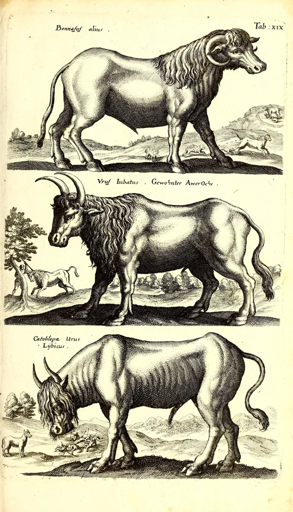 An illustration from Historiae naturalis de quadrupetibus libri : cum aeneis figuris; [Historiae naturalis de serpentibus libri II ; Historiae naturalis de insectis libri III ; Historiae naturalis de exanguibus aquaticis libri IV ; Historiae naturalis de piscibus et cetis libri V ; Historiae naturalis de avibus libri VI], 1650, leaf 96