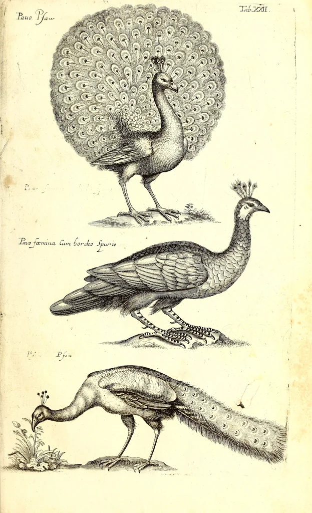An illustration from Historiae naturalis de quadrupetibus libri : cum aeneis figuris; [Historiae naturalis de serpentibus libri II ; Historiae naturalis de insectis libri III ; Historiae naturalis de exanguibus aquaticis libri IV ; Historiae naturalis de piscibus et cetis libri V ; Historiae naturalis de avibus libri VI], 1650, leaf 104