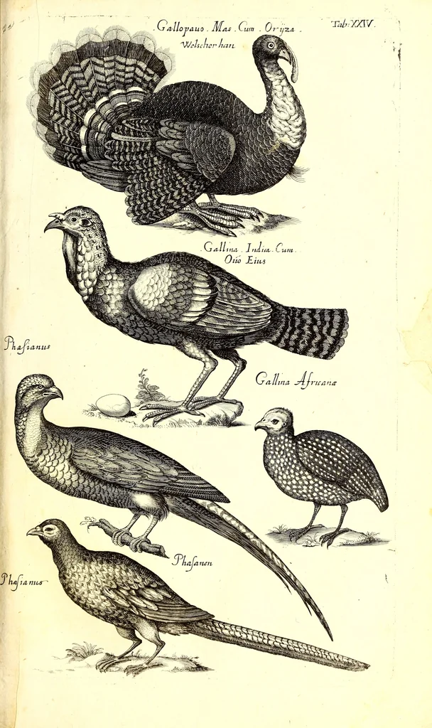 An illustration from Historiae naturalis de quadrupetibus libri : cum aeneis figuris; [Historiae naturalis de serpentibus libri II ; Historiae naturalis de insectis libri III ; Historiae naturalis de exanguibus aquaticis libri IV ; Historiae naturalis de piscibus et cetis libri V ; Historiae naturalis de avibus libri VI], 1650, leaf 110