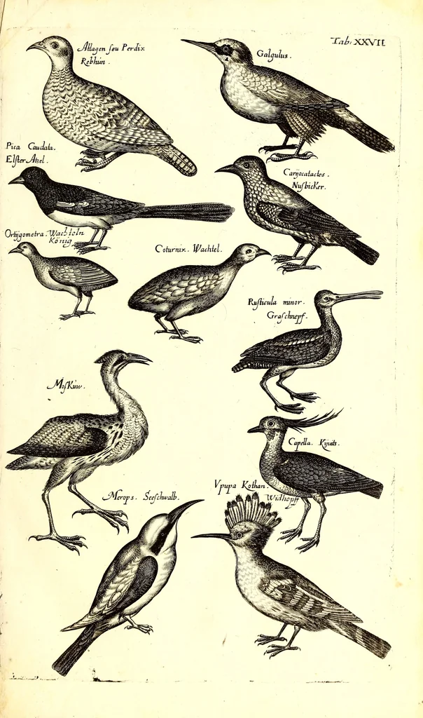 An illustration from Historiae naturalis de quadrupetibus libri : cum aeneis figuris; [Historiae naturalis de serpentibus libri II ; Historiae naturalis de insectis libri III ; Historiae naturalis de exanguibus aquaticis libri IV ; Historiae naturalis de piscibus et cetis libri V ; Historiae naturalis de avibus libri VI], 1650, leaf 120