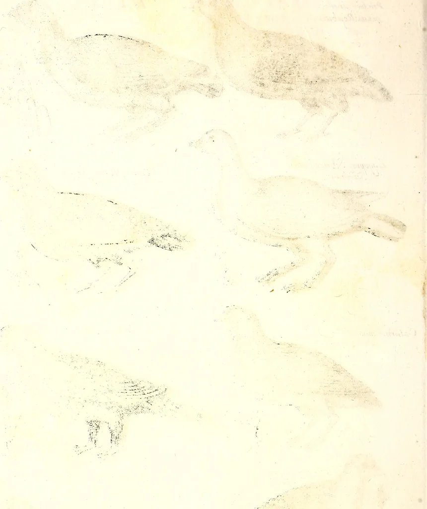 An illustration from Historiae naturalis de quadrupetibus libri : cum aeneis figuris; [Historiae naturalis de serpentibus libri II ; Historiae naturalis de insectis libri III ; Historiae naturalis de exanguibus aquaticis libri IV ; Historiae naturalis de piscibus et cetis libri V ; Historiae naturalis de avibus libri VI], 1650, leaf 129