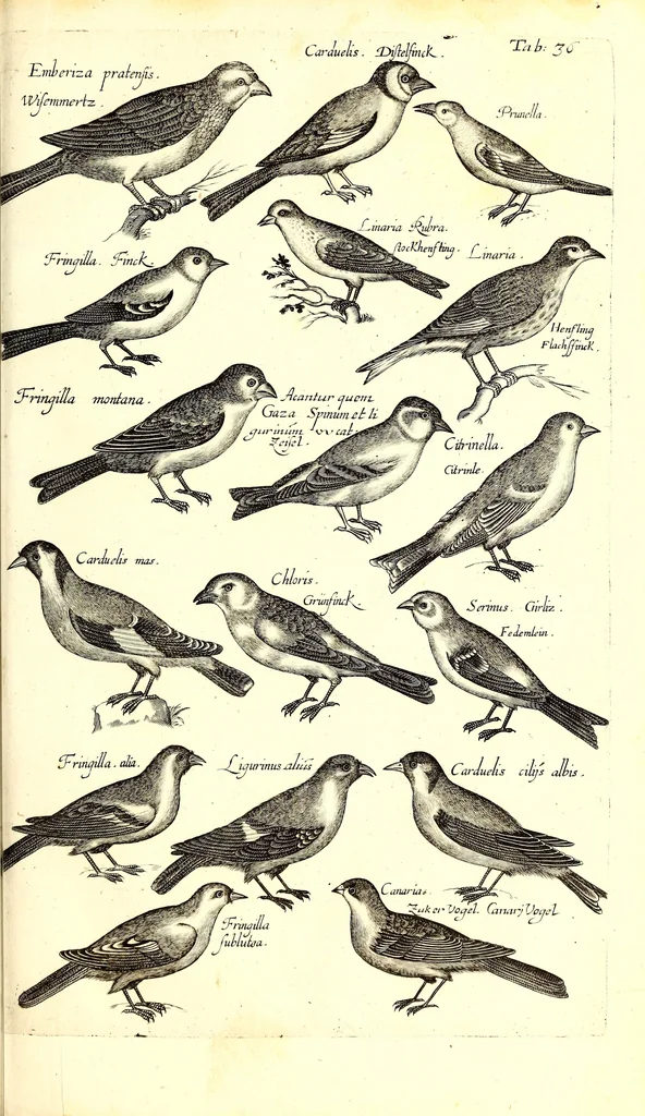 An illustration from Historiae naturalis de quadrupetibus libri : cum aeneis figuris; [Historiae naturalis de serpentibus libri II ; Historiae naturalis de insectis libri III ; Historiae naturalis de exanguibus aquaticis libri IV ; Historiae naturalis de piscibus et cetis libri V ; Historiae naturalis de avibus libri VI], 1650, leaf 172