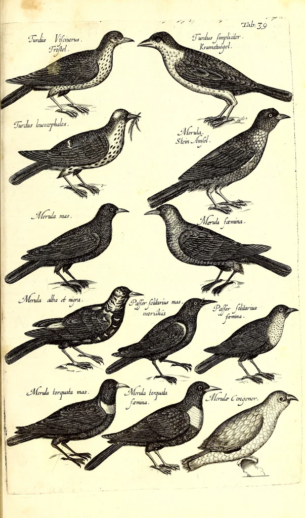 An illustration from Historiae naturalis de quadrupetibus libri : cum aeneis figuris; [Historiae naturalis de serpentibus libri II ; Historiae naturalis de insectis libri III ; Historiae naturalis de exanguibus aquaticis libri IV ; Historiae naturalis de piscibus et cetis libri V ; Historiae naturalis de avibus libri VI], 1650, leaf 184
