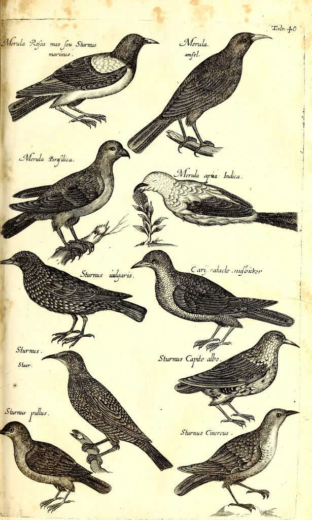 An illustration from Historiae naturalis de quadrupetibus libri : cum aeneis figuris; [Historiae naturalis de serpentibus libri II ; Historiae naturalis de insectis libri III ; Historiae naturalis de exanguibus aquaticis libri IV ; Historiae naturalis de piscibus et cetis libri V ; Historiae naturalis de avibus libri VI], 1650, leaf 188