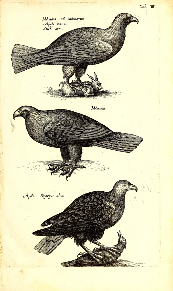 An illustration from Historiae naturalis de quadrupetibus libri : cum aeneis figuris; [Historiae naturalis de serpentibus libri II ; Historiae naturalis de insectis libri III ; Historiae naturalis de exanguibus aquaticis libri IV ; Historiae naturalis de piscibus et cetis libri V ; Historiae naturalis de avibus libri VI], 1650, leaf 22
