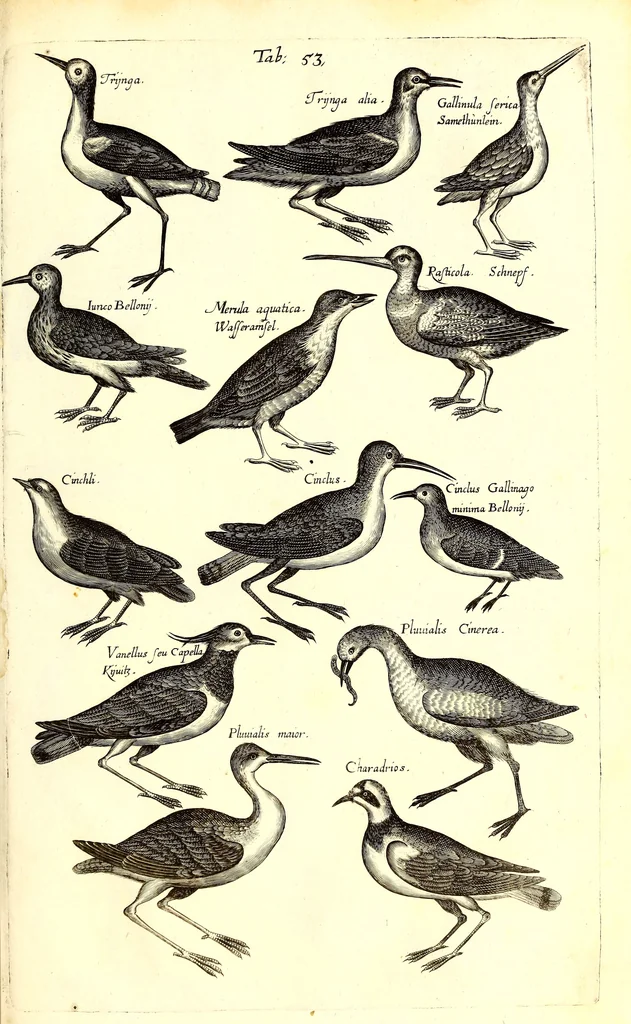 An illustration from Historiae naturalis de quadrupetibus libri : cum aeneis figuris; [Historiae naturalis de serpentibus libri II ; Historiae naturalis de insectis libri III ; Historiae naturalis de exanguibus aquaticis libri IV ; Historiae naturalis de piscibus et cetis libri V ; Historiae naturalis de avibus libri VI], 1650, leaf 278